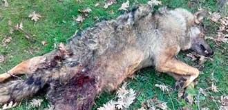 Imagen Investigan la muerte de una loba adulta